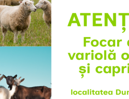 ATENȚIE: Focar de variolă ovină și caprină